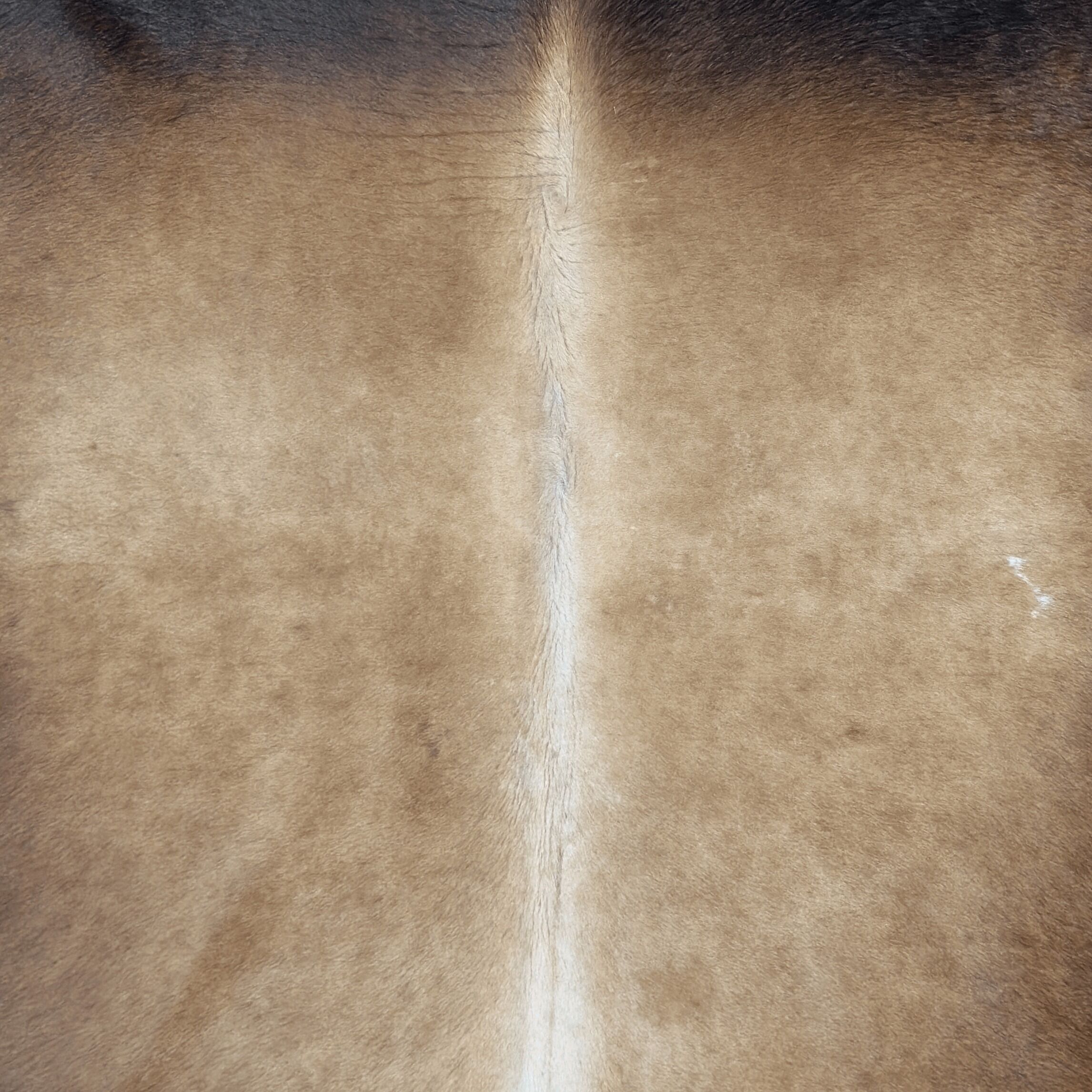 Koeienhuid Vloerkleed 236x184 cm XL (Groot) - image 3