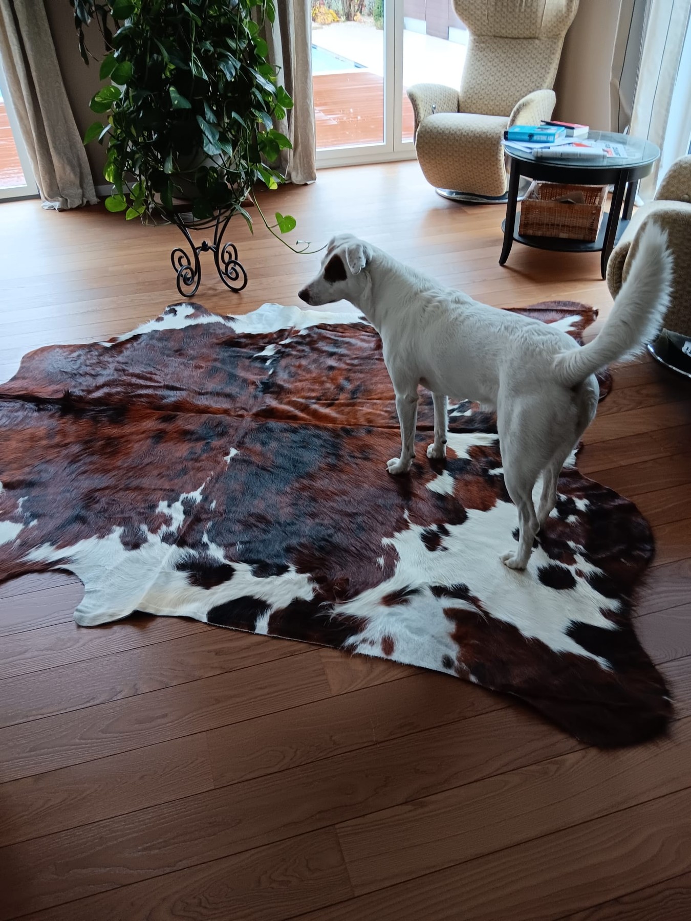 Bruin-witte koeienhuid op een houten vloer met een witte hond, fauteuil en kamerplant